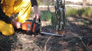 Best Arborist Consultation Services  in Dellwood, MO