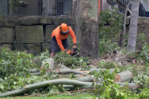 Best Emergency Tree Removal  in Dellwood, MO