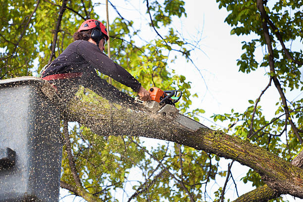 Best Tree Trimming and Pruning  in Dellwood, MO